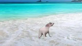 Собака танцует на пляже