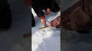 Добыча сазана