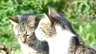 Умные домашние кошки)