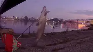 лещ 800 гр Common Bream early morning fishing