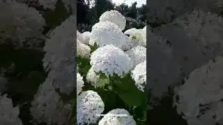 Гортензія Стронг Аннабель. Липень 2023р.