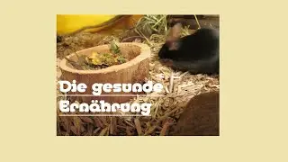 Die Farbmaus 1   Die gesunde Ernährung