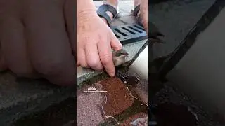 Спасаємо поранену пташку.