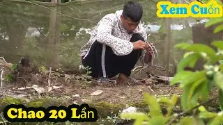 Bẫy Chòe Than Bánh Tẻ || Hàng Chao Liên Tục Vào Đầu Lồng Xem Mà Cuốn Thật // Chiến Ơi