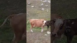 Karadeniz yayla yaşantısı                    