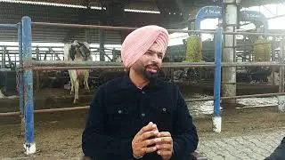 Sarbi Dairy Farm - ਵਧੀਆ ਬ੍ਰੀਡ ਤੋਂ ਕਿੰਨੀ ਆਮਦਨੀ ?