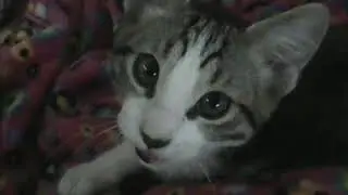 George Oliver Talking Purring Squeaking June 2023 3 months old M2U03231