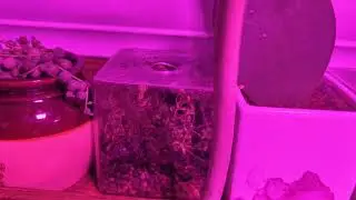 ants moving into my terrarium