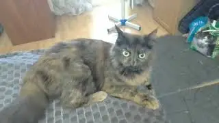 кошка (Сара),кошка хозяина квартиры которую снимаем,оставили кошку нам,заберу ее себе