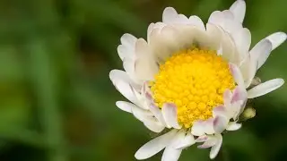 Fujifilm XF 60mm f/2.4 Macro Photos