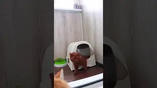 The cat does not use a closed litter box. How to train it to use the door?