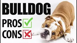 English Bulldogs | Pros & Cons