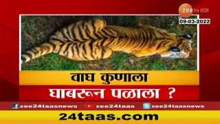 Chandrapur | वाघाची झाली शेळी, पाहा वाघ कोणाला घाबरुन पळाला.. | Zee 24 Taas