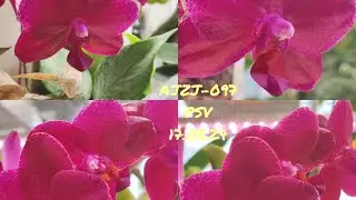 18.03.24 Phalaenopsis AJZJ-097 ароматный цветун.