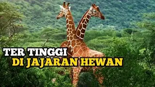 JERAPAH / Cerita Di Balik Kehidupan Hewan Tertinggi Di Daratan