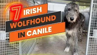 SETTE IRISH WOLFHOUND IN CANILE / LEVRIERO IRLANDESE IL GIGANTE DEI CANI