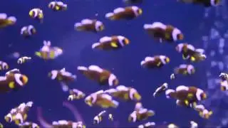 Captive Bred Black saddleback (A. polymnus) clownfish fry