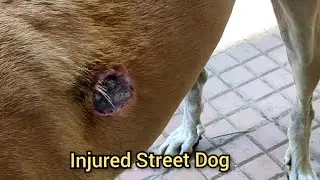 Afraid Street Dog Falls In Love