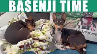 Basenji Time