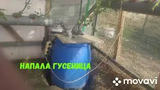 Тримминг кустов после атаки гусениц.