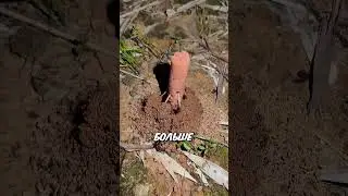 Эксперимент с сосиской и муравьями, который вышел из-под контроля 🧪🐜