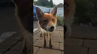My Little Baked Bean 🦊