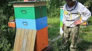 изоляция маток при роении