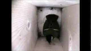 Swaying Great Tit in the camera box