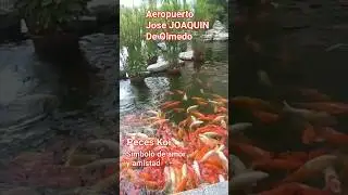#AEROPUERTO_JOSE_JOAQUIN_de_OLMEDO#GUAYAQUIL_PECES_KOI_SIMBOLO_AMOR_AMISTAD_TURISMO_LOCAL#15SEPT2023