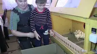 Зимний выводок бройлеров
