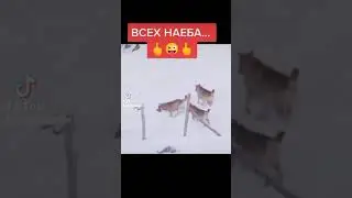 ВСЕХ НАЕБА... 😎😎😎