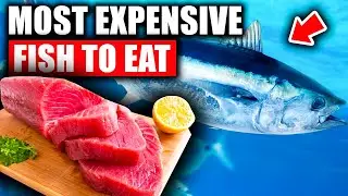 Top 5 Most Expensive Fish to Eat