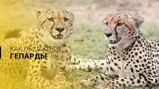 Звуки природы. Как говорят гепарды.