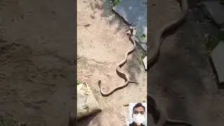 snake video || 🔥🤯😱 #shorts #shortfeed #short