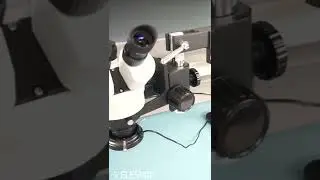 How to Set Up a Stereo Microscope Correctly 