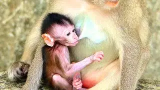 I`m Very Hungry Mom....Little Baby Monkey Too Fast Drink Milk Mom