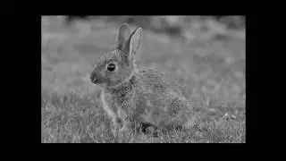 How To make a picture Black and White with Photo Shop