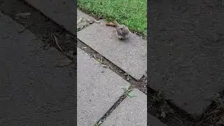 Lost Little Birdy