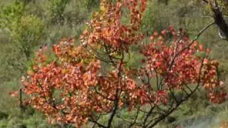 0083R Bieszczady 02 -Rezerwat 