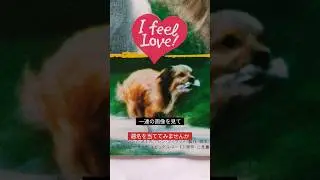 No.359 洋画ファン/題名当てクイズ/答え解説概要欄/月水金上映