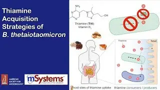 Thiamine Acquisition Strategies of B. thetaiotaomicron - mSystems®