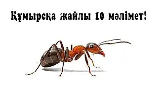 Құмырсқа жайлы 10 қызықты мәлімет!
