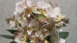 РОЗЫГРЫШ!!! Орхидея в августе.. 😊