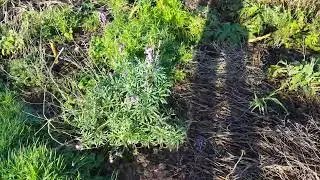 Knautia to Darwin's barberry new years flowers