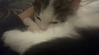 kitten purring while falling asleep 😴