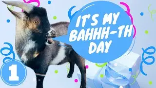 Billy's First Birthday🐐