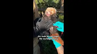 Kom med på barselsbesøg hos de røde pandaer 👀🩺