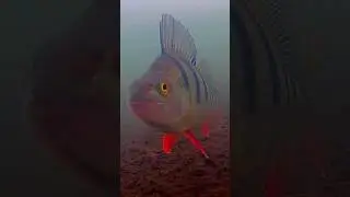 Атака окуней подводные съёмки!!! 
