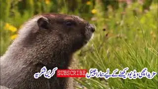 Download' Free  Animal  Stock Videos