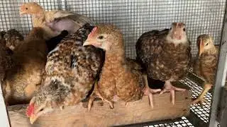Polli 🐓 18 giorni dopo